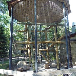 DeBrazza's Monkey Exhibit