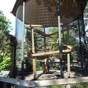 White-Throated Capuchin Exhibit