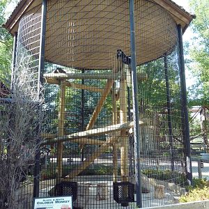 Colobus Monkey Exhibit