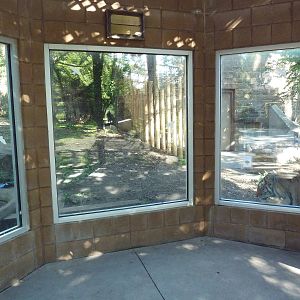 Amur Tiger Exhibit