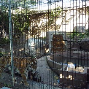 Amur Tiger Exhibit
