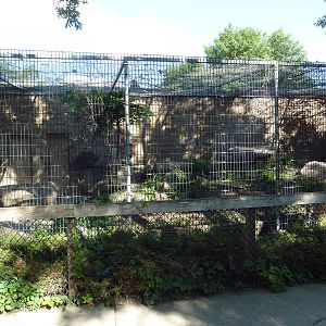 Amur Tiger Exhibit