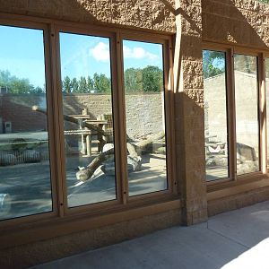 American Black Bear Exhibit