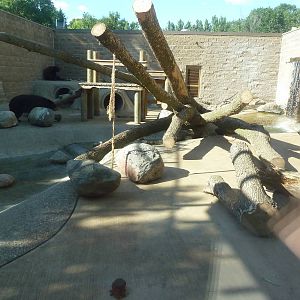 American Black Bear Exhibit