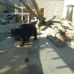 American Black Bear Exhibit