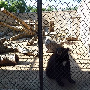 American Black Bear Exhibit