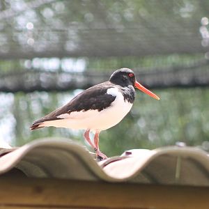 Oystercatcher