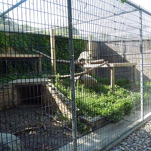 Snow Leopard Exhibit