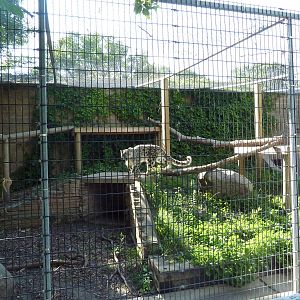 Snow Leopard Exhibit