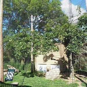 Andean Condor Exhibit
