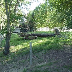Reeve's Muntjac Exhibit
