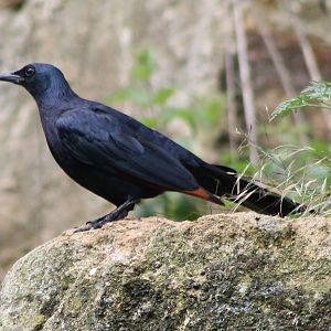 Red-winged starling