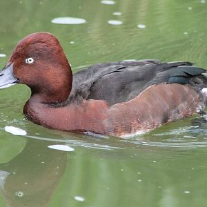 Ferruginous duck