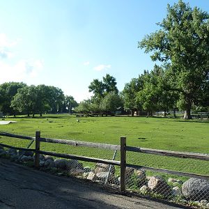 American Bison/Prairie Dog Exhibit