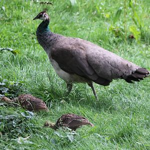 Peahen with chicks