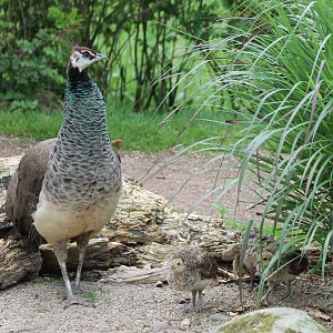 Peahen with chicks