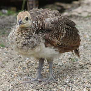 Peachick