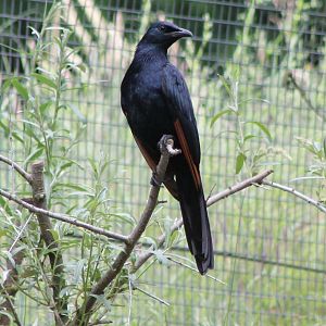 Red-winged starling