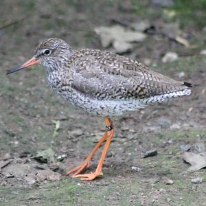 Redshank