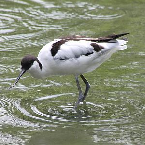 Avocet
