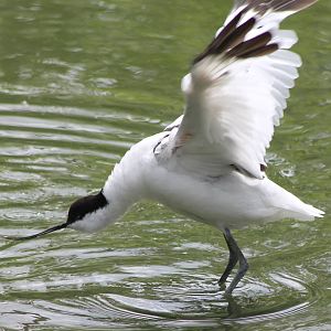 Avocet