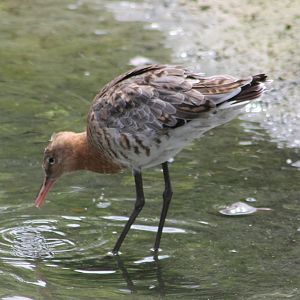 Black-tailed godwit
