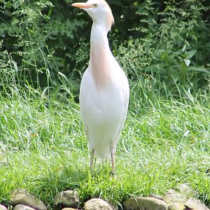 Cattle egret