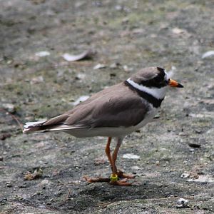 Ringed plover