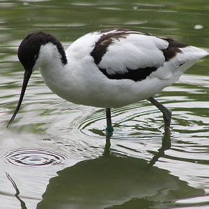 Avocet
