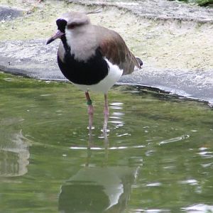 Southern lapwing