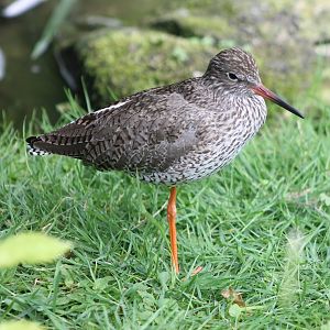Redshank