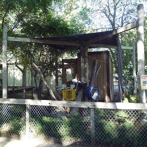 Umbrella Cockatoo Exhibit