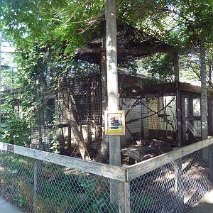 Pine Marten Exhibit