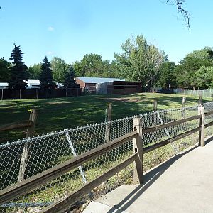 Bactrian Camel Exhibit