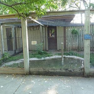 American Alligator Exhibit