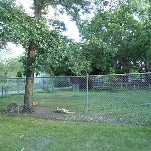 Red Kangaroo/Bennett's Wallaby Walk-Through Yard