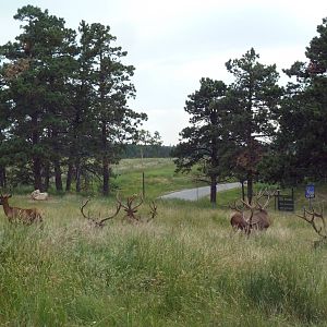 Drive-Thru Section - Rocky Mountain Elk