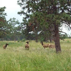 Drive-Thru Section - Rocky Mountain Elk