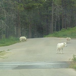 Drive-Thru Section - Arctic Wolves