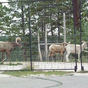 Drive-Thru Section - Bighorn Sheep + Dall Sheep