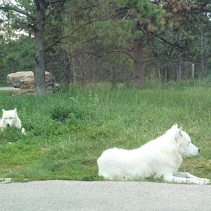 Drive-Thru Section - Arctic Wolves