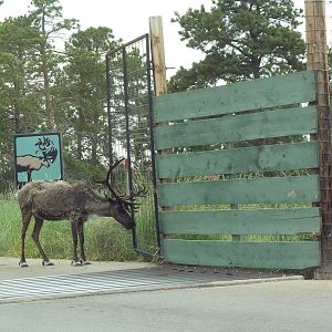 Drive-Thru Section - Caribou