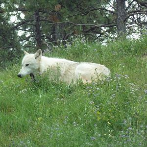Drive-Thru Section - Arctic Wolf