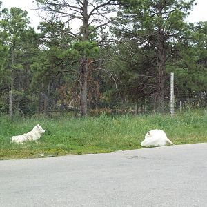 Drive-Thru Section - Arctic Wolves