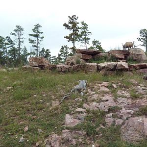 Drive-Thru Section - Bighorn Sheep