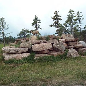 Drive-Thru Section - Bighorn Sheep