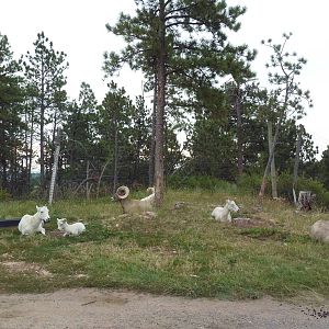 Drive-Thru Section - Dall Sheep