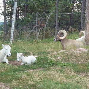 Drive-Thru Section - Dall Sheep