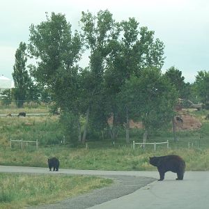 Drive-Thru Section - American Black Bears