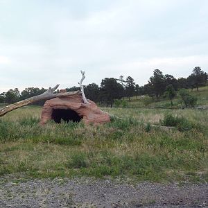 Drive-Thru Section - American Black Bear Area